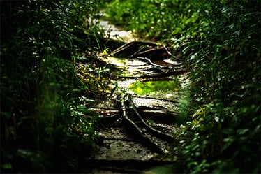 image of a mostly dry stream bed surrounded by greenery with puddles symbolizing an absence of any type of flow